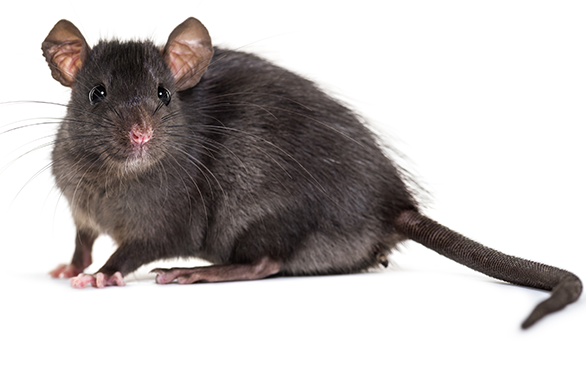 terapia de psicología en madrid